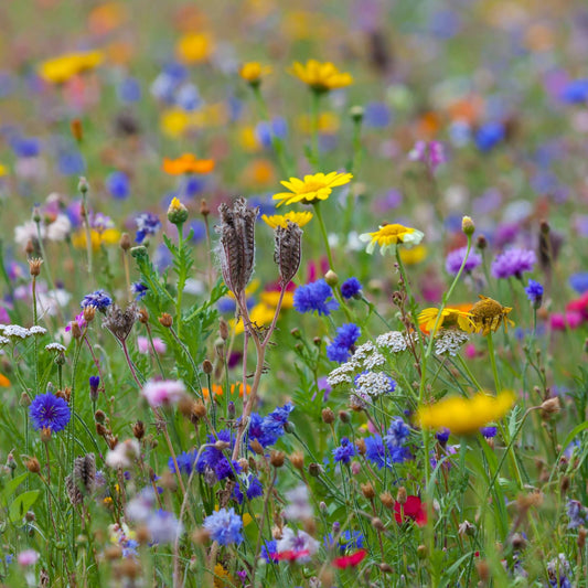 Complete Wildflower Meadow Plugs Collection Perennial Bedding