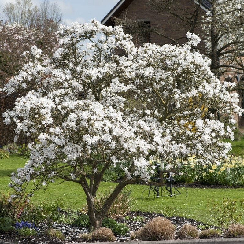 White Magnolia Tree