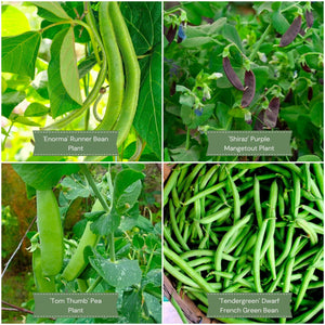 Gourmet Beans & Peas Collection Vegetables