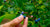 growing blueberries