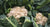 How to Grow Cauliflowers