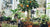 growing fruit trees in pots
