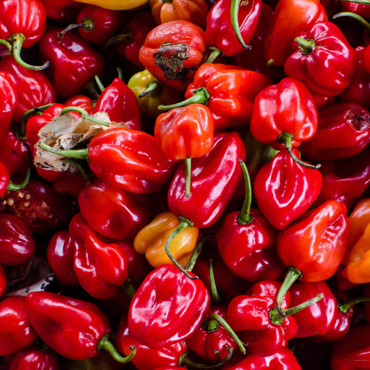 Chilli Pepper 'Habanero Paper Lantern' Plant Roots Plants