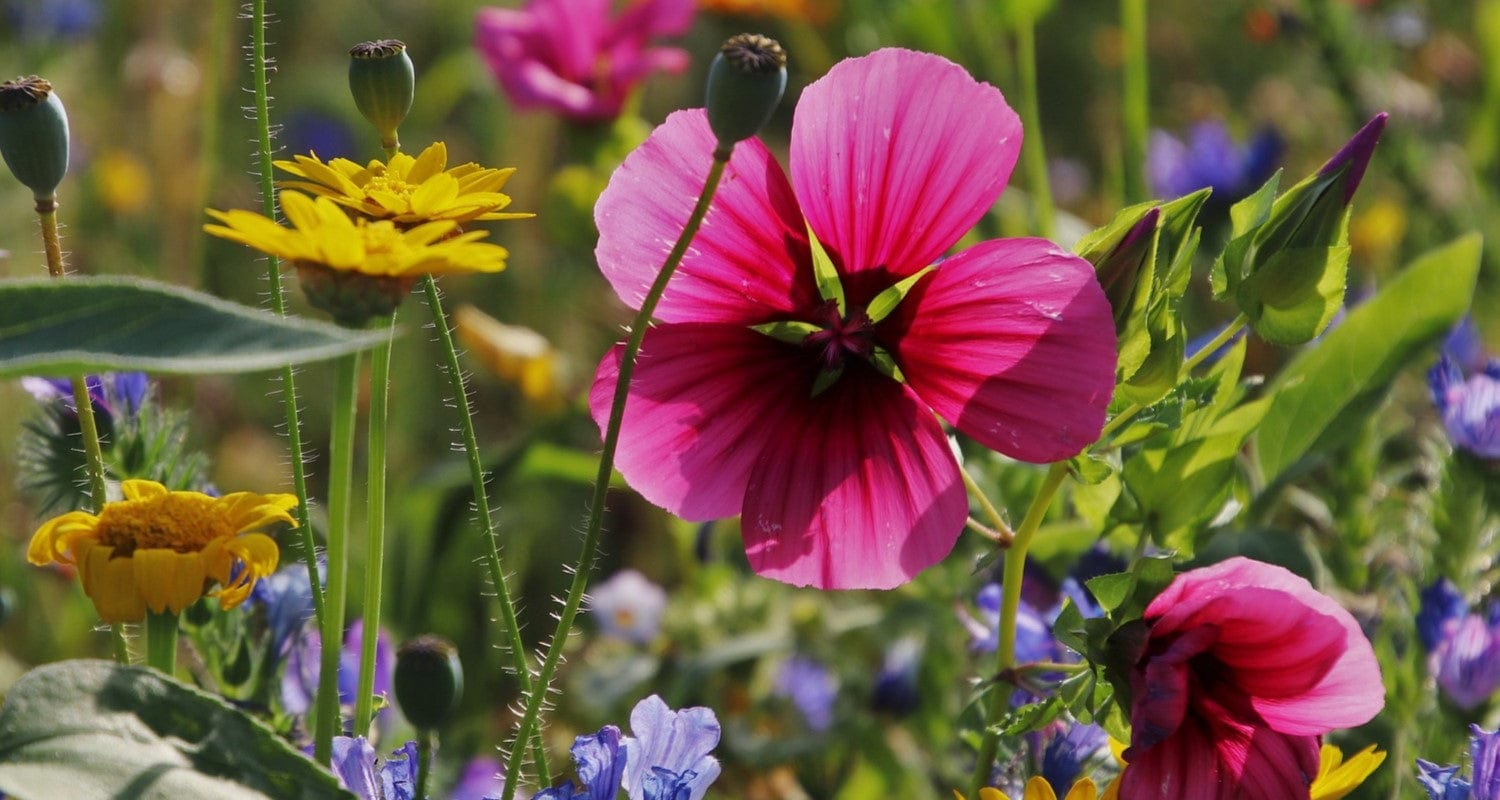 5 Sustainable Gardening Tips For 2022