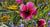 Sustainable Gardening Tips