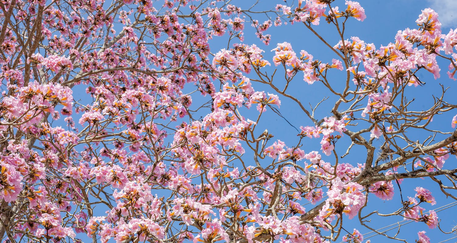 5 Impressive Flowering Trees For Any Garden