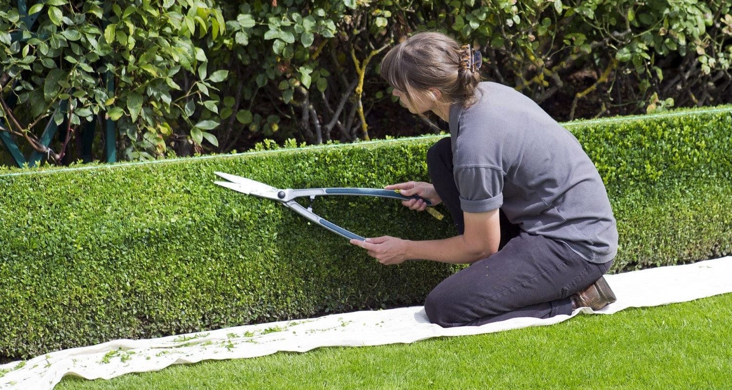 Hedge Cutting: An Expert Guide