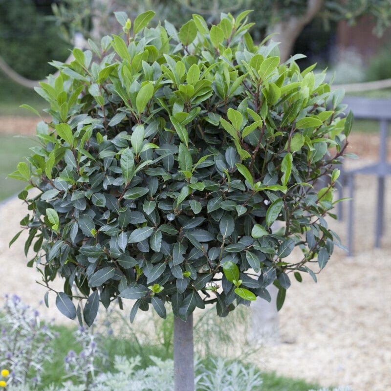 Patio Bay Tree | Laurus Nobilis 'Bay Junior' Ornamental Trees