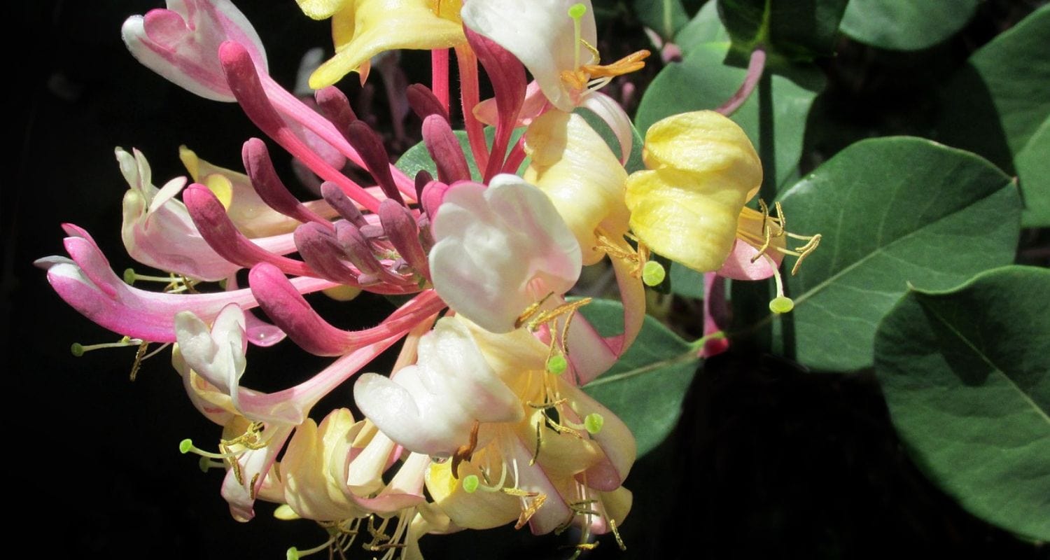 Planting Honeysuckle: The Complete Guide