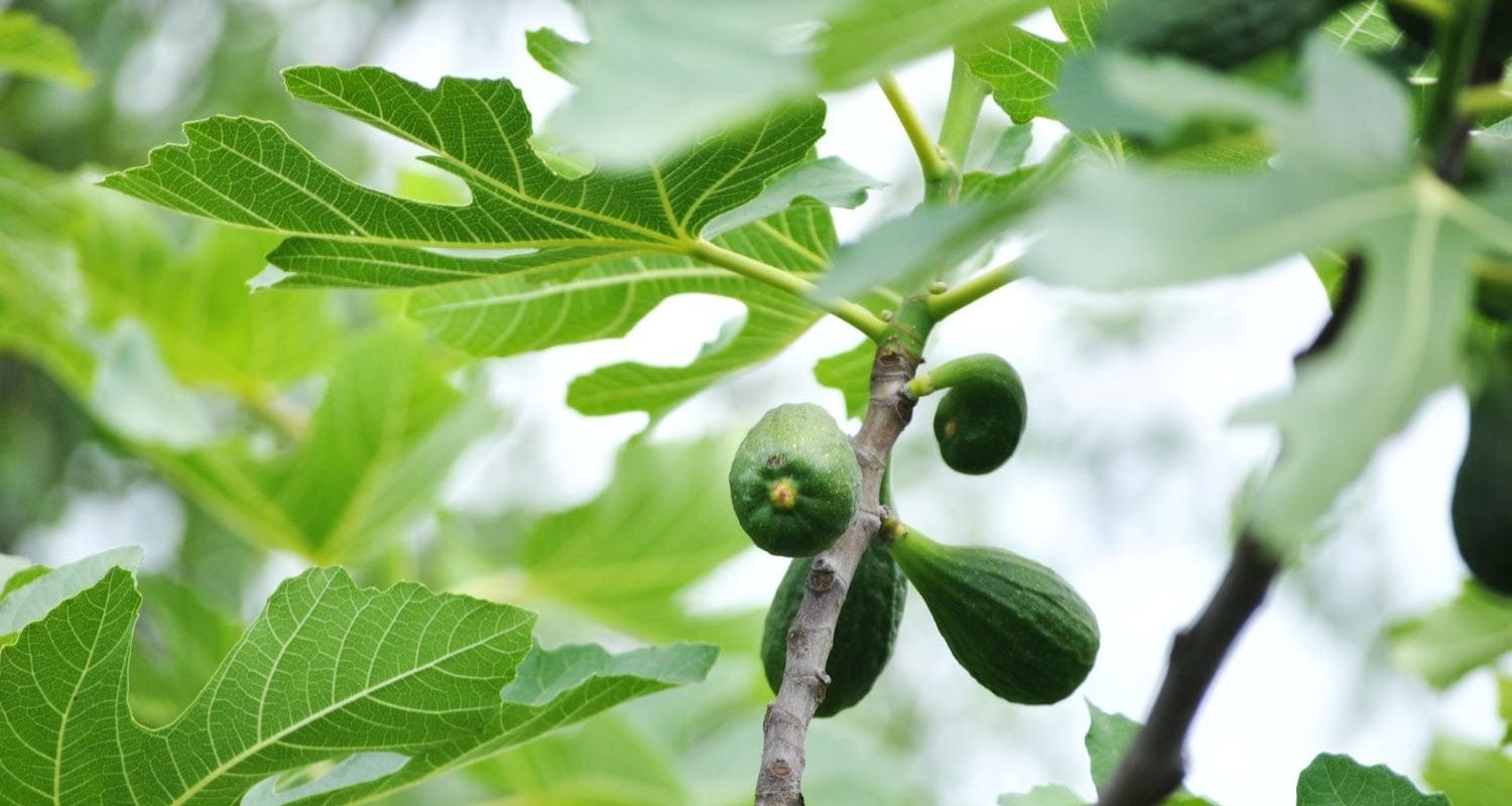 Growing Figs: A Beginner’s Guide