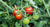 Growing Tomatoes: The Complete Guide