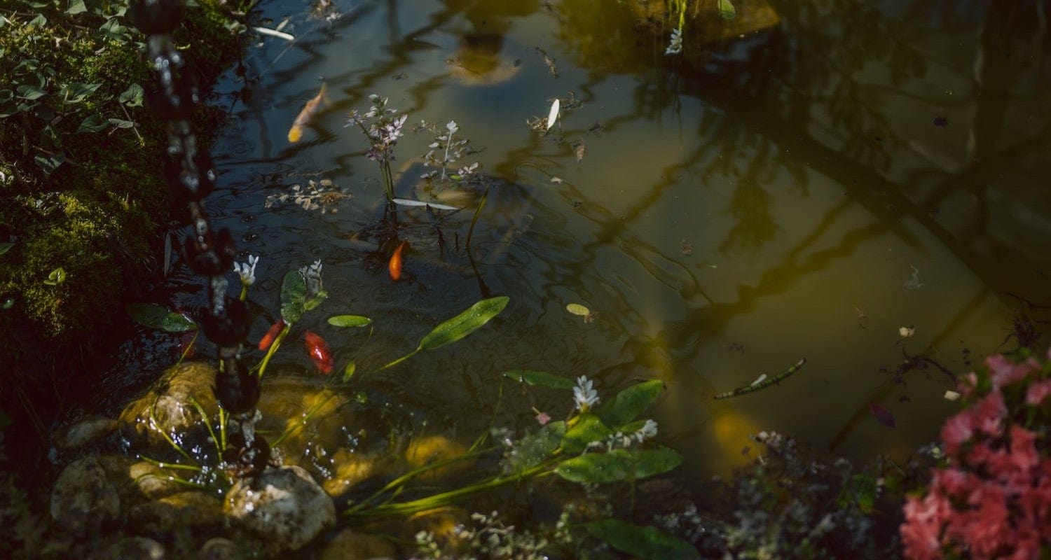 How to Keep Pond Water Clear Naturally