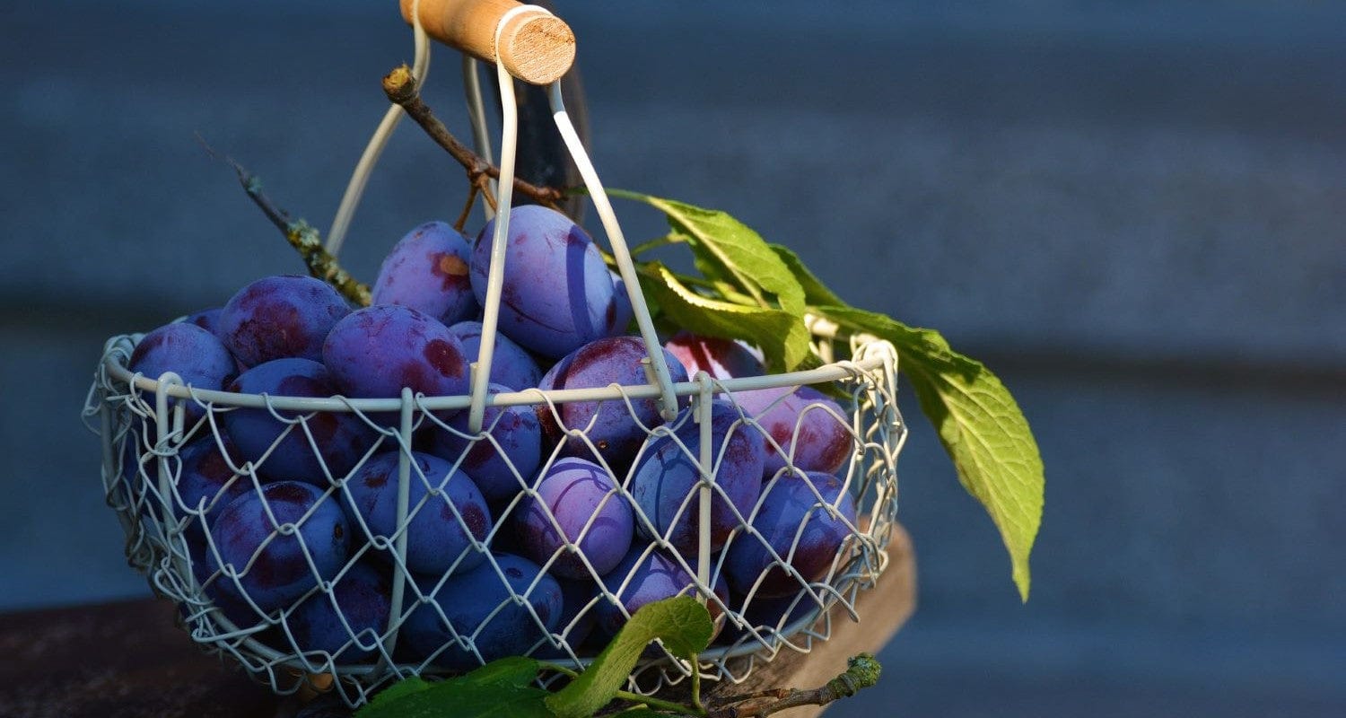 How to Store Plums and Use Up Your Crop