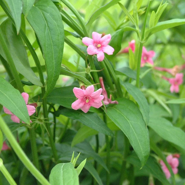 Red Jasmine | Jasminum beesianum Climbing Plants