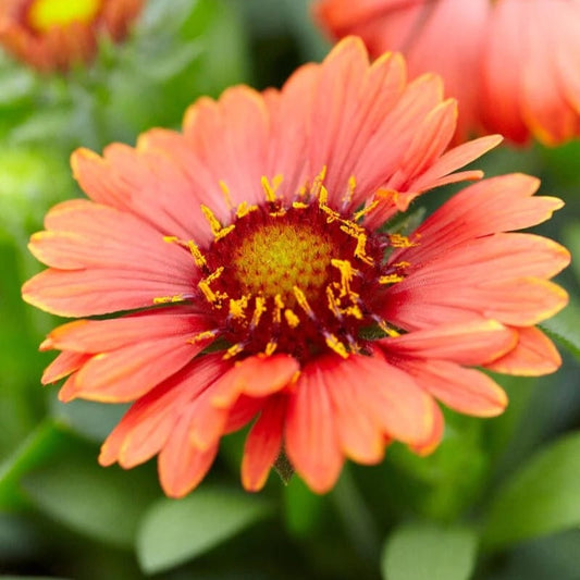 Gaillardia 'Celebration' Perennial Bedding
