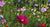 garden jobs for july