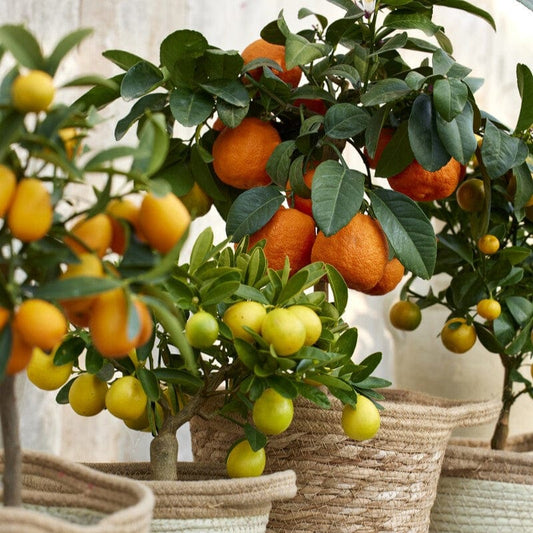 Patio Citrus Collection Soft Fruit