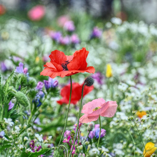 Long-Flowering Wildflower Meadow Plugs | Annual & Perennial Mix Perennial Bedding