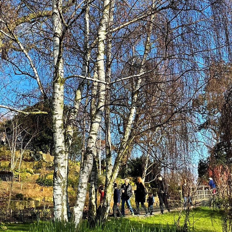 Silver Birch Tree | Betula Pendula Ornamental Trees