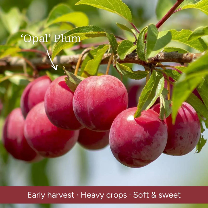 Patio Plum Tree Trained Fruit Trees