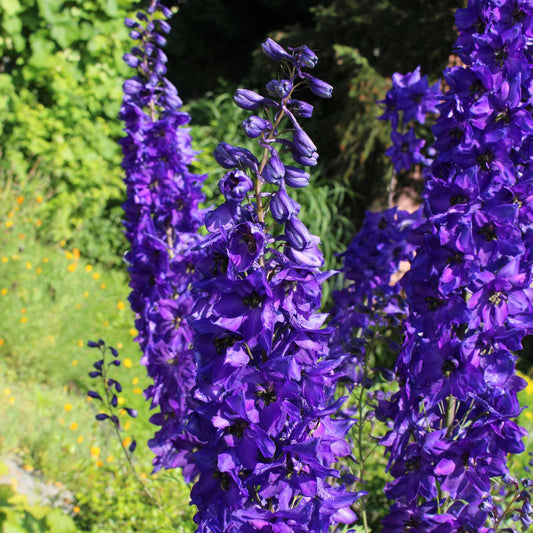 Delphinium elatum 'Faust' Perennial Bedding
