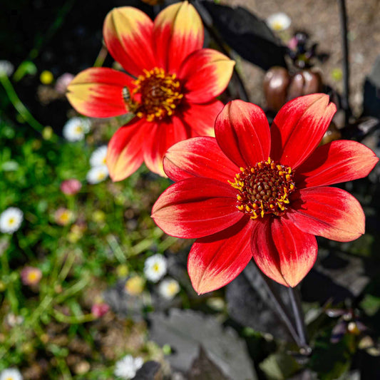 Dahlia 'Dahlegria Sunrise' Perennial Bedding