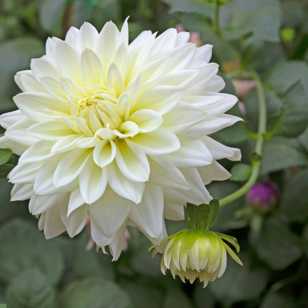 Dahlia 'Melody White' Perennial Bedding