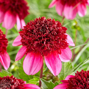 Dahlia 'Poodle Skirt' Perennial Bedding