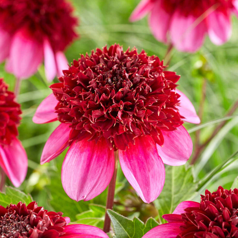 Dahlia 'Poodle Skirt' Perennial Bedding
