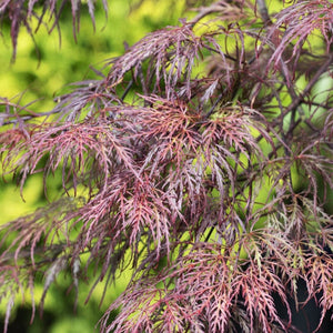 Patio Acer Tree | Acer Palmatum 'Inaba-shidare' Ornamental Trees