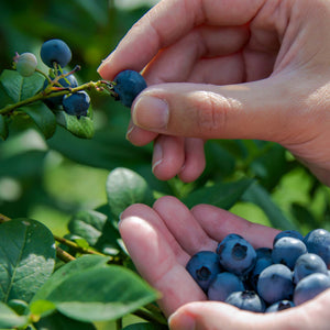 'Hortblue Petite' Blueberry Bush Soft Fruit