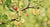 planting fruit bushes