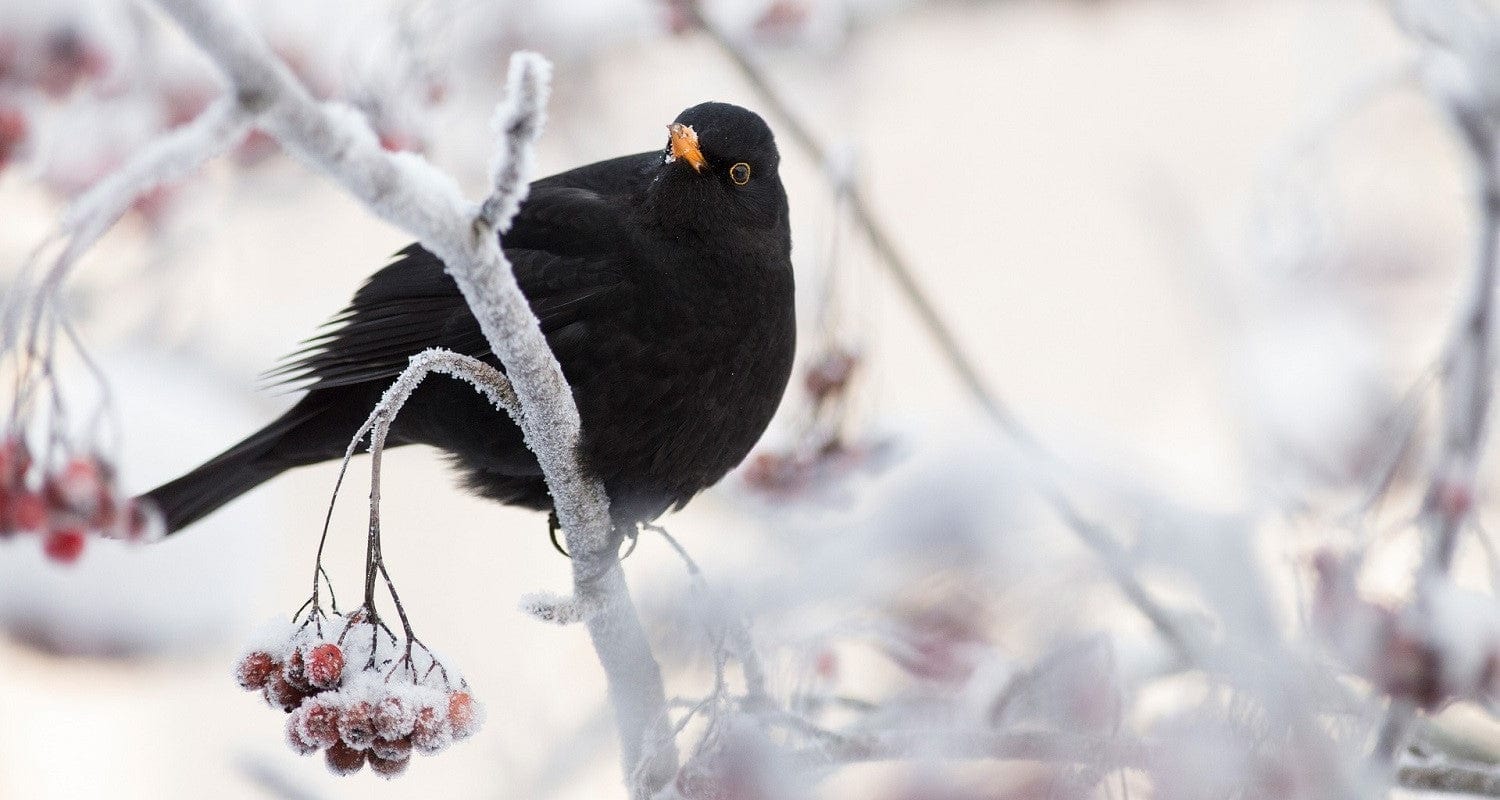 Essential Plants for Winter Wildlife