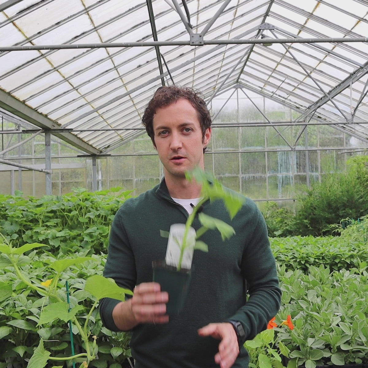 'Ridge Perfection' Cucumber Plants Roots Plants