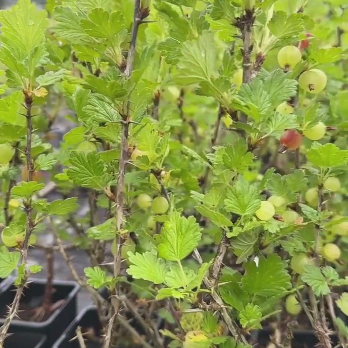 'Hinnonmaki Yellow' Gooseberry Bush – Roots Plants