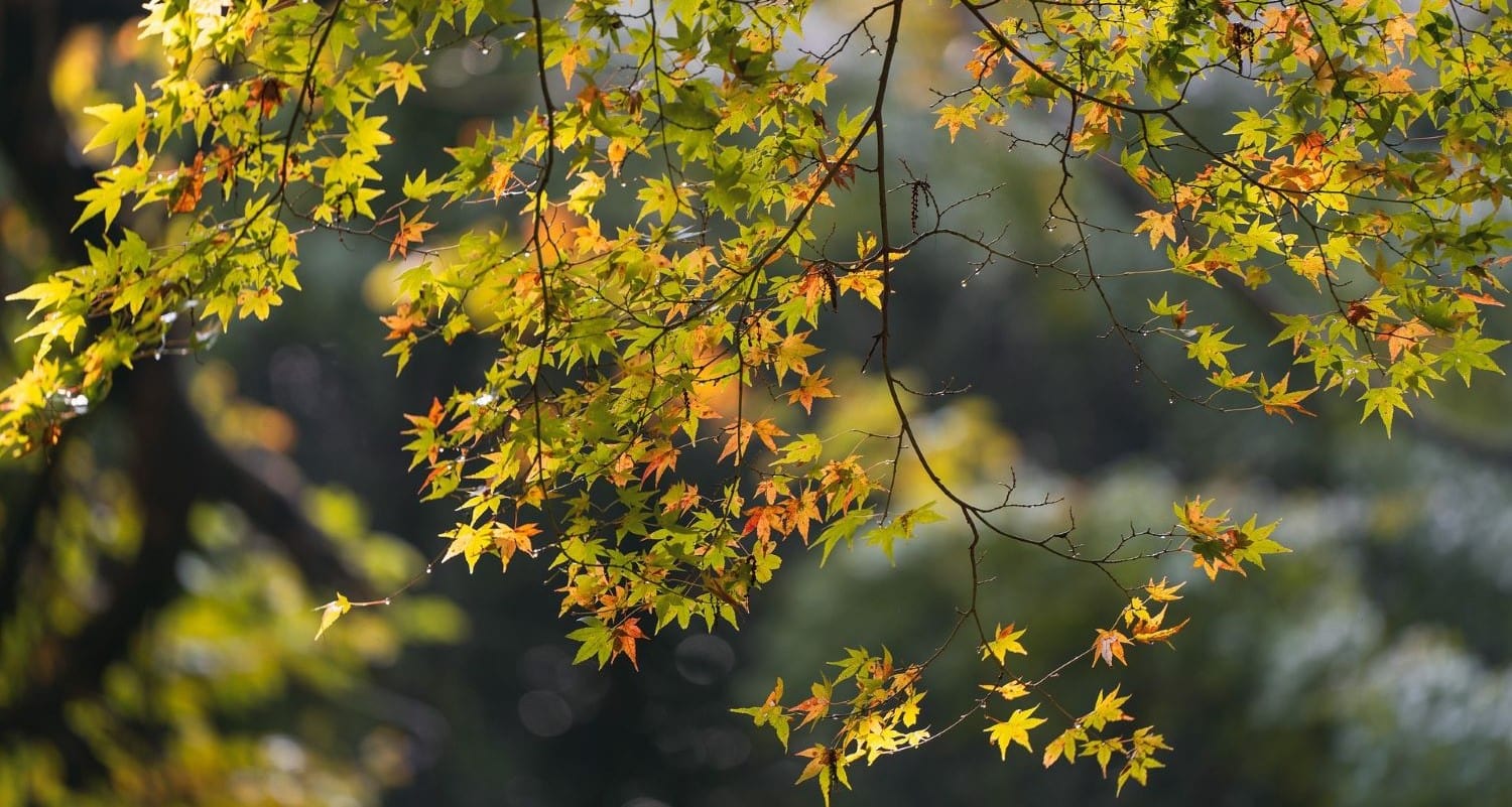 Pruning Acers: The Complete Guide