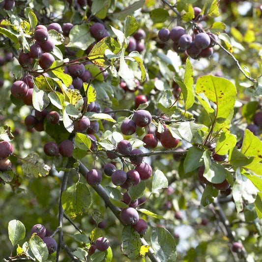 'Neville Copeman' Purple Crabapple Tree Fruit Trees