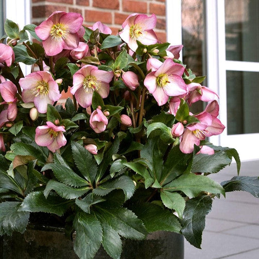'Rose' Snow Rose | 'Ice N' Roses®' Series | Hellebore Gold Collection® Perennial Bedding