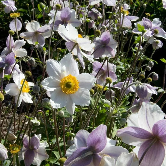 Anemone Ruffled Swan Perennial Bedding