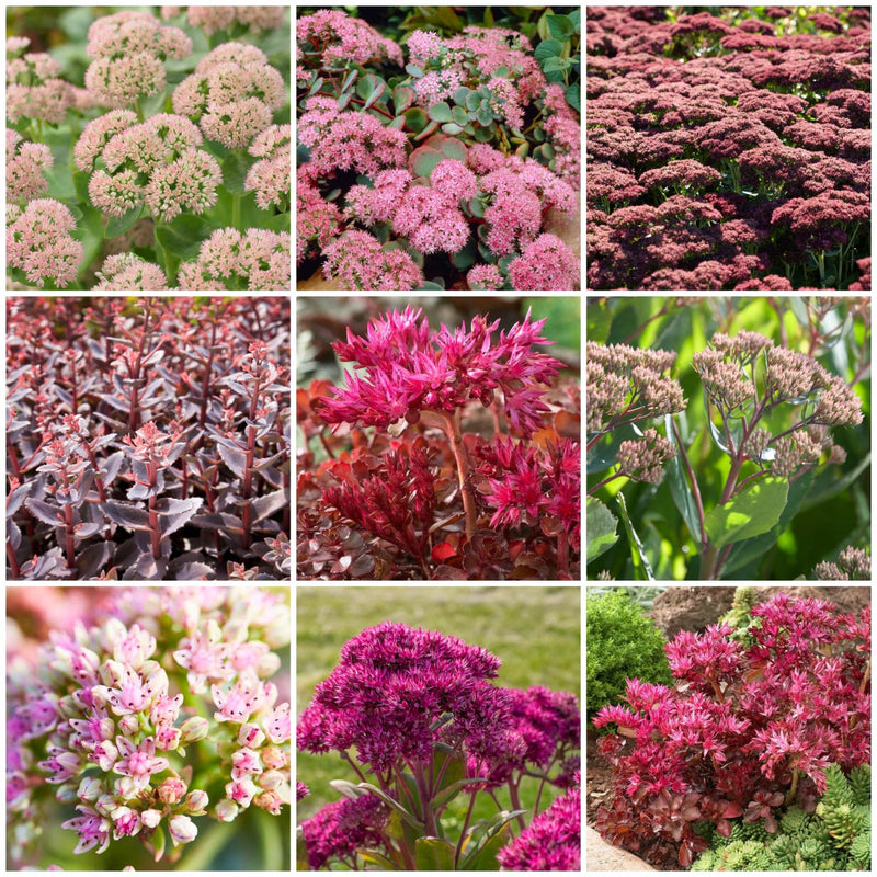 Ultimate Sedum Collection Perennial Bedding