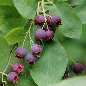 Serviceberry Tree | Amelanchier arborea 'Robin Hill' Ornamental Trees