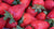How to Grow Strawberry Plants