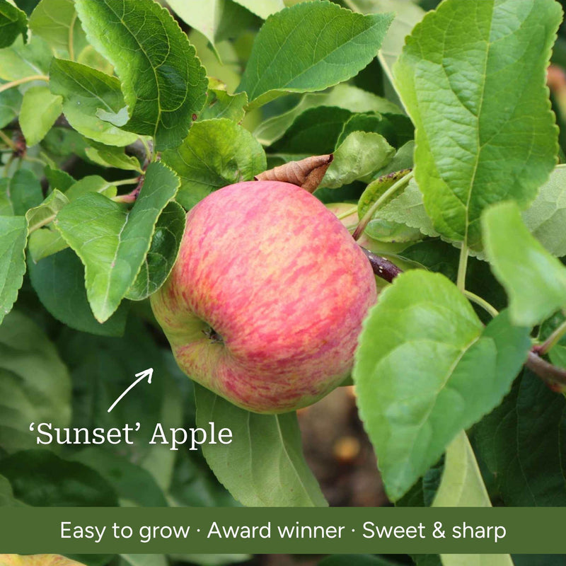 Patio Apple Tree Trained Fruit Trees