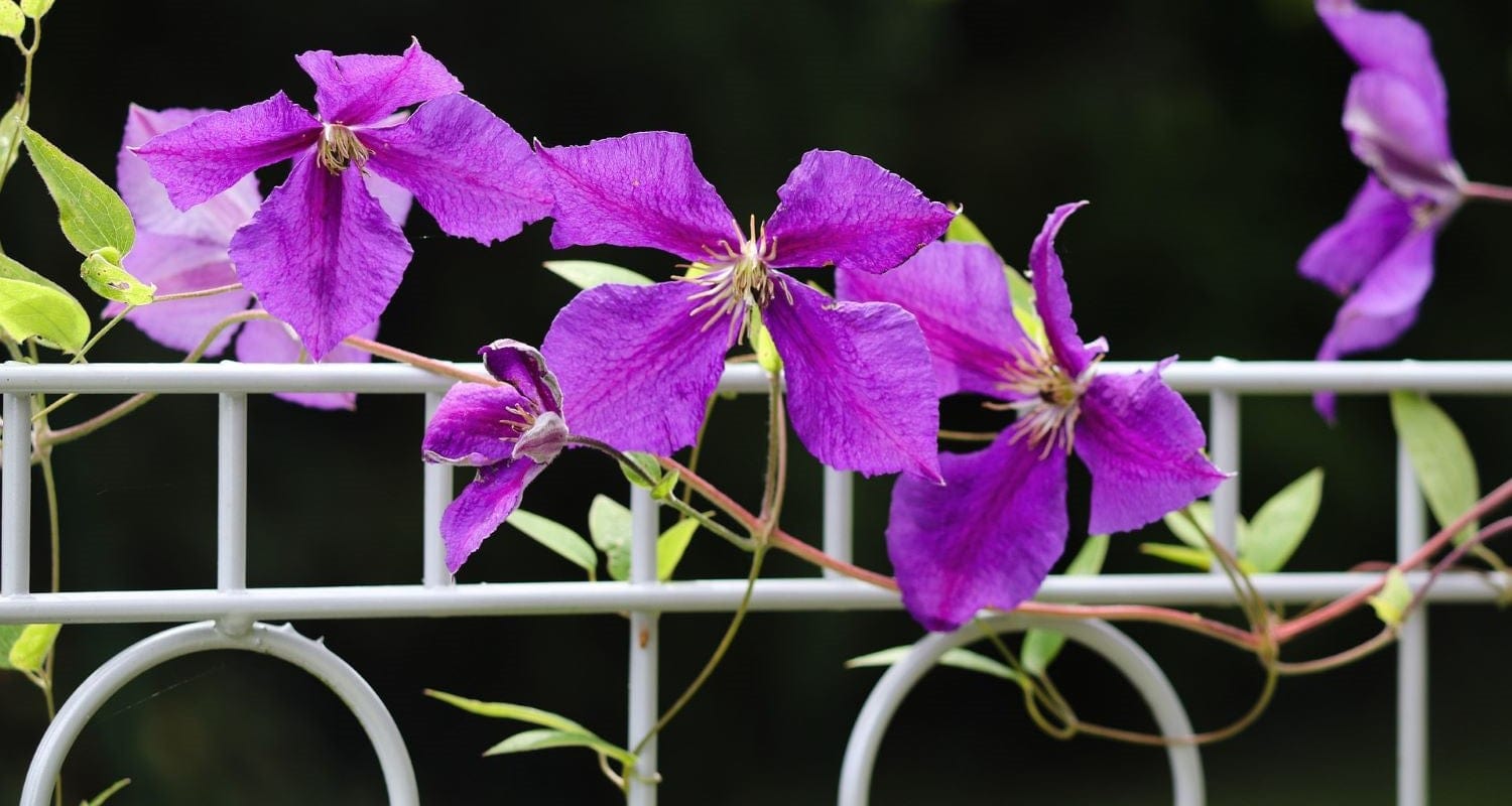 Support for Climbing Plants: How to Train Climbers