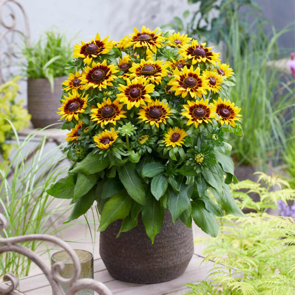 Rudbeckia 'Tiger SmileyZ' Roots Plants