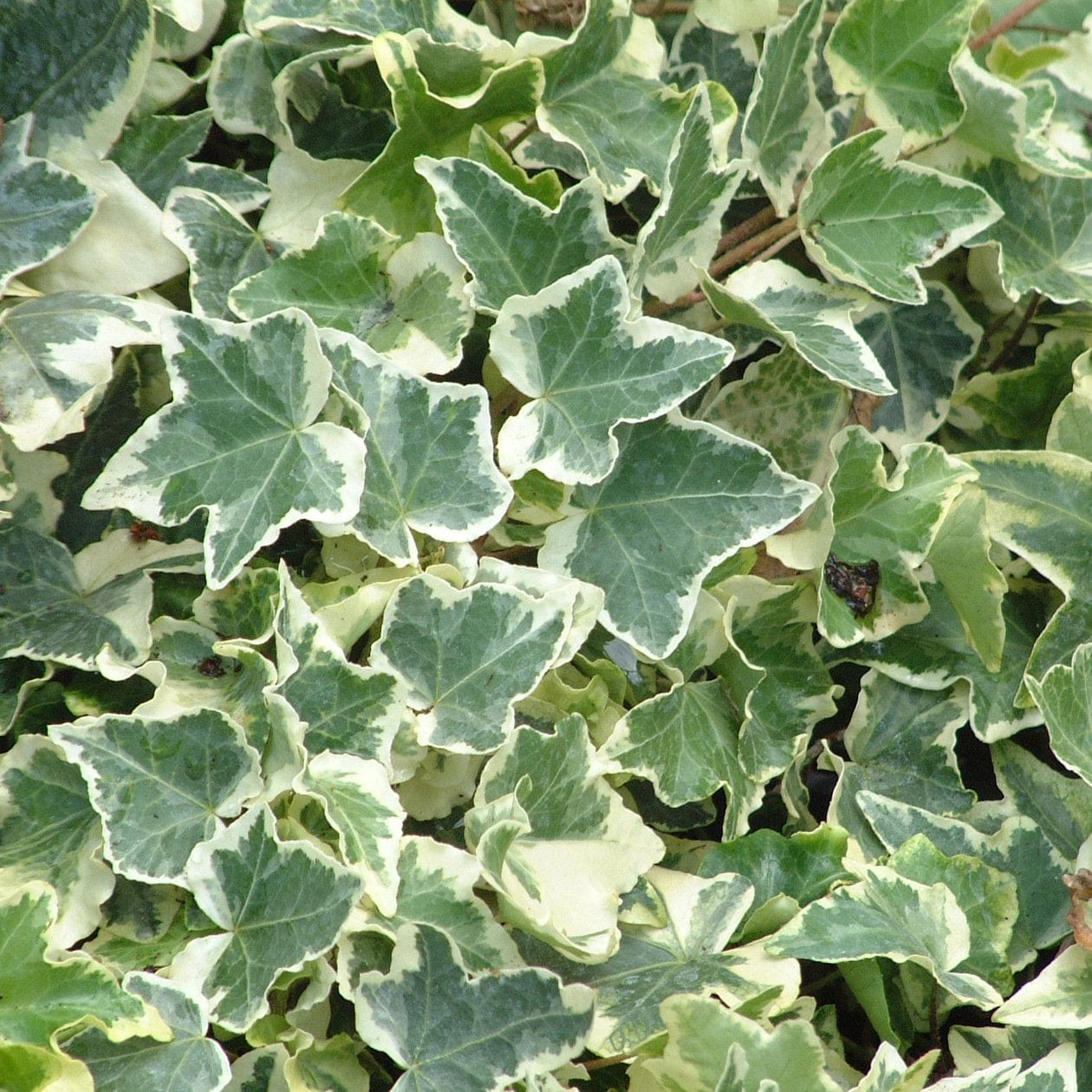 Variegated English Ivy English Ivy Variegated Gabbar Farms Variegated English Ivy English Ivy Variegated Gabbar Farms
