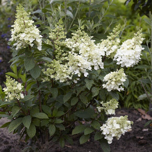 Hydrangea paniculata 'Candlelight' Shrubs