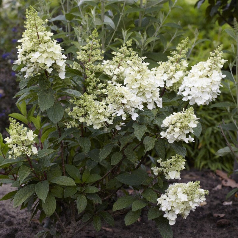 Hydrangea paniculata 'Candlelight' Shrubs