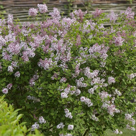Lilac | Syringa 'Josée' Shrubs