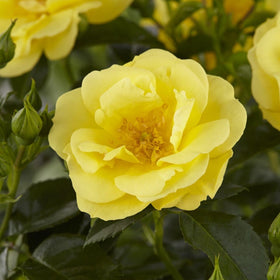 'Flower Carpet Gold' Carpet Rose Shrubs